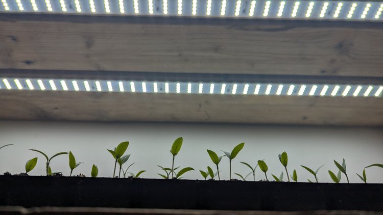 Peper zaailingen onder een kweeklamp