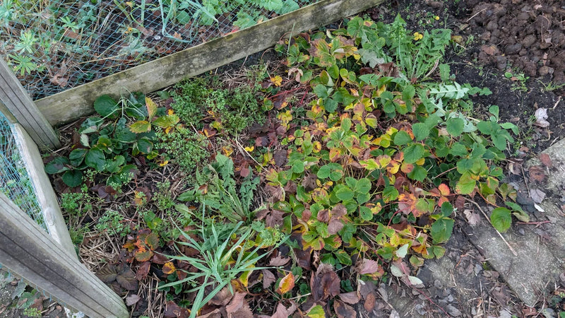 Winterse aardbeienplantage met onkruid en oud blad die nog schoongemaakt moet worden