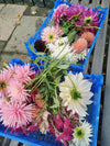Twee blauwe kratjes vol verschillende kleurrijke dahlia's in volle bloei
