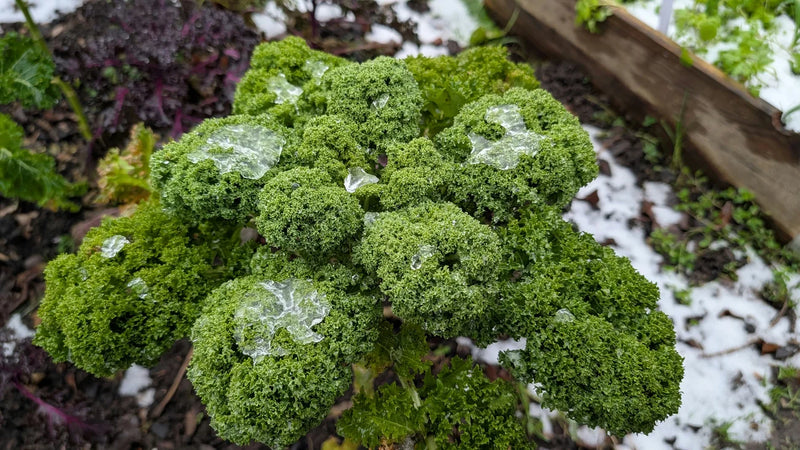 Boerenkool bedekt met verse sneeuw in de wintertijd op het veld