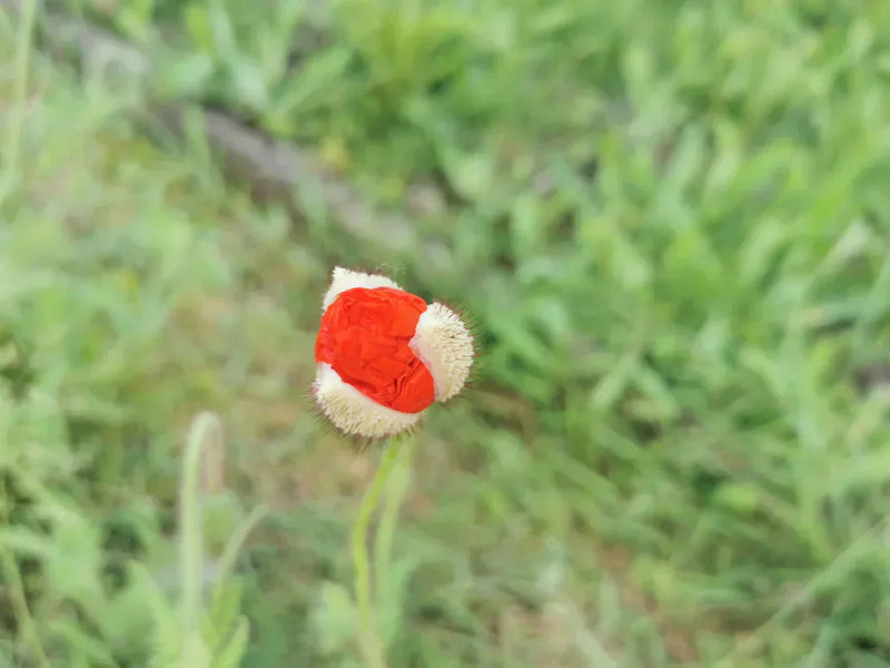Klaproos die net open gaat in een groene tuin, fris en vol leven