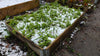 Knoflookscheuten bedekt met sneeuw in de winter in de tuin