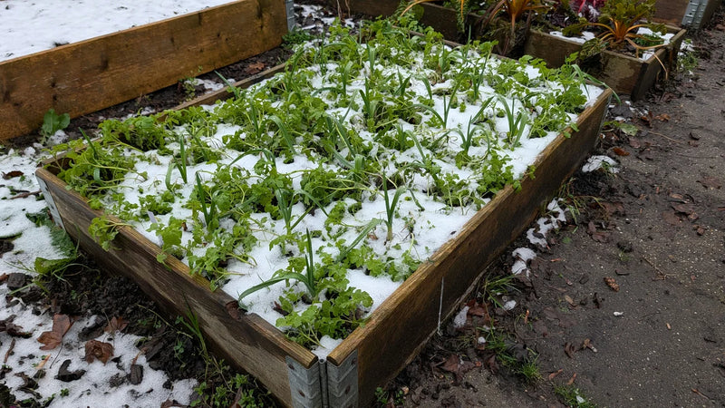 Knoflookscheuten bedekt met sneeuw in de winter in de tuin