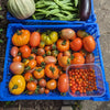 Krat met verse tomaten oogst in een blauw champignon kratje
