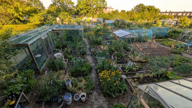 Overzicht van een groene tuin met bloemen, gras en bomen op een zonnige dag
