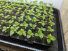 Zaaitray met kleine peper plantjes onder groeilamp voor optimale groei