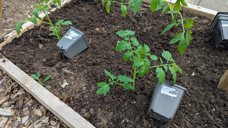 Tomatenplanten netjes uitzetten in de grond voor een gezonde groei in de moestuin