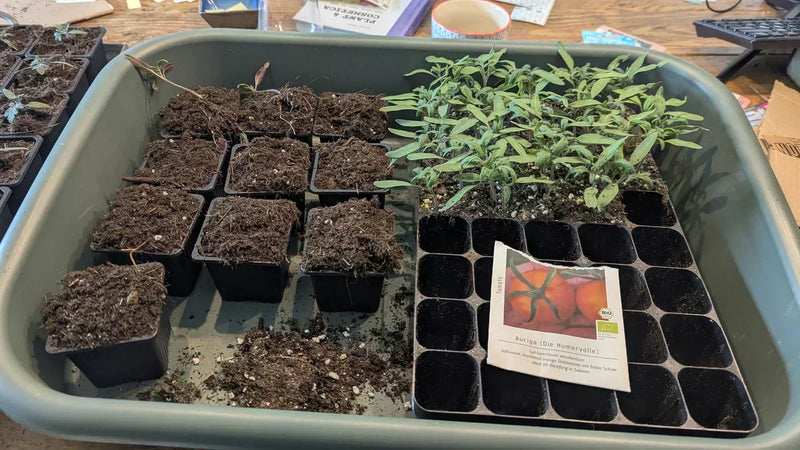 Tomatenzaailingen met kiemblaadjes die begin april snel groeien