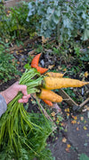 Bosje vers geoogste winterwortelen met groene toppen uit de moestuin