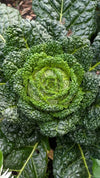 Volgroeide savooi kool met een stevig en groen hoofd in de moestuin