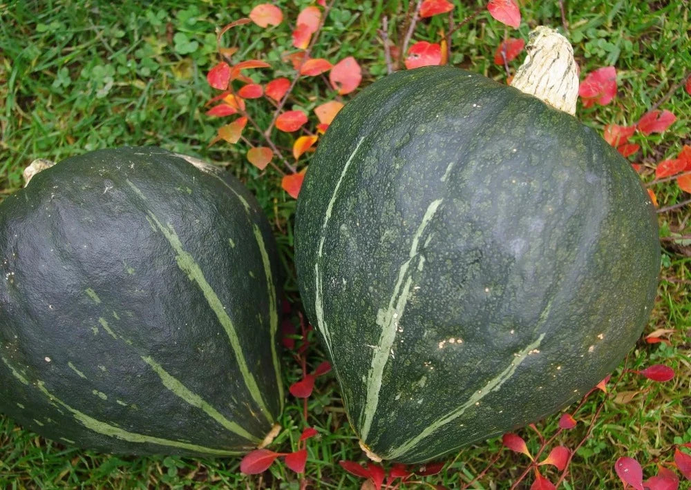 Winterpompoen Groene Jugin