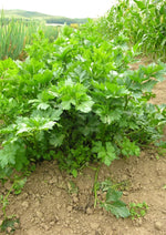 Bladbleekselderij - Thumbnail