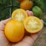 Saladetomaat 786 - Thumbnail