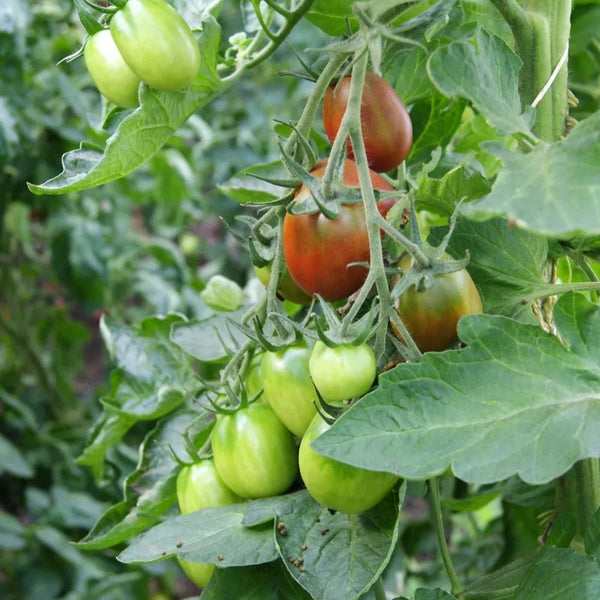 Tomaat Black Plum