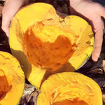 Winterpompoen Groene Jugin - Thumbnail