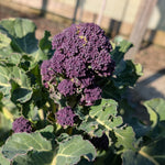Broccoli 'Purple Sprouting' - Thumbnail