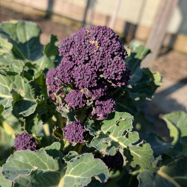 Broccoli 'Purple Sprouting'