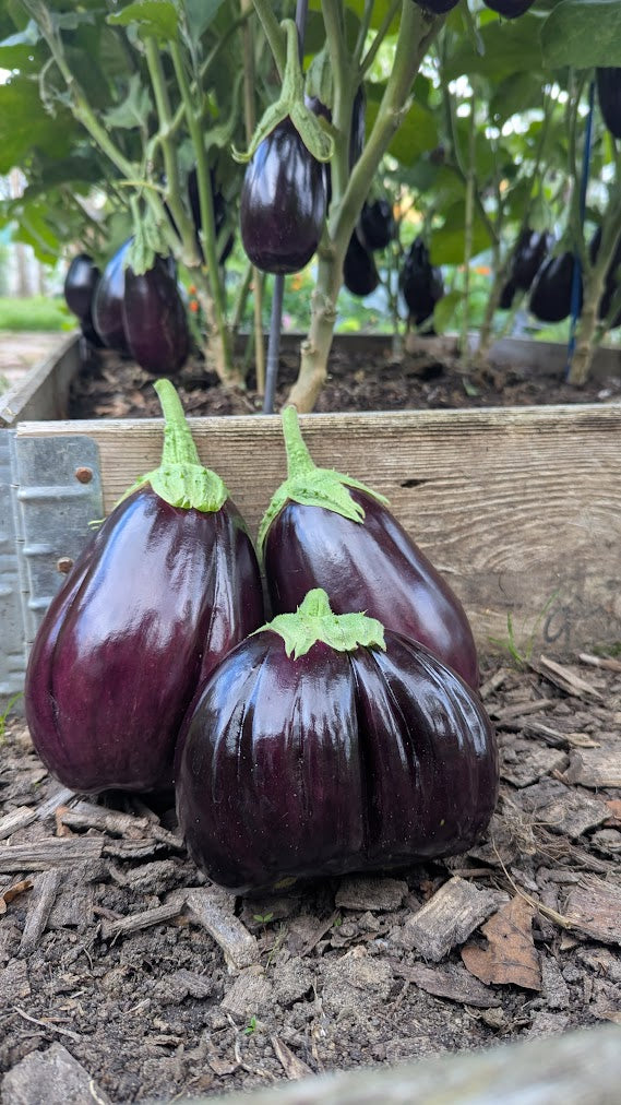 Aubergine Black Beauty