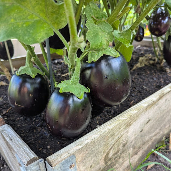 Aubergine Black Beauty