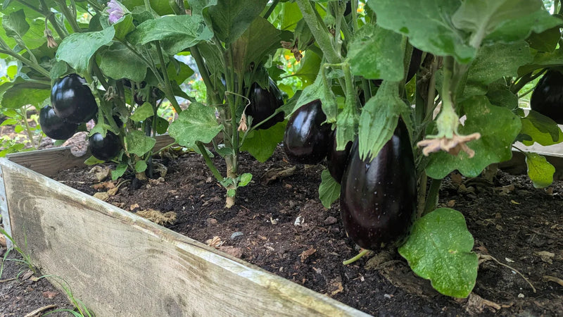 Aubergineplant Black Beauty met een rijpe, glanzende aubergine aan de tak