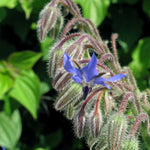 Komkommerkruid 'Borage' - Thumbnail