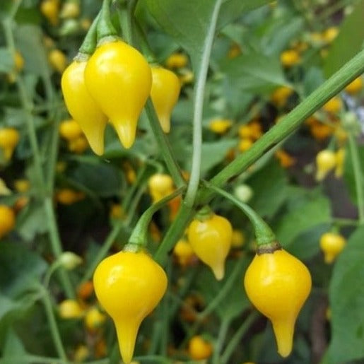 Chili Peper Biquinho Geel