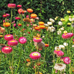 Strobloem 'goud' - Thumbnail