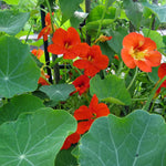 Oost-Indische kers - Thumbnail