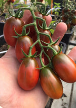 Tomaat Black Plum - Thumbnail