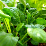 Pak Choi - Thumbnail