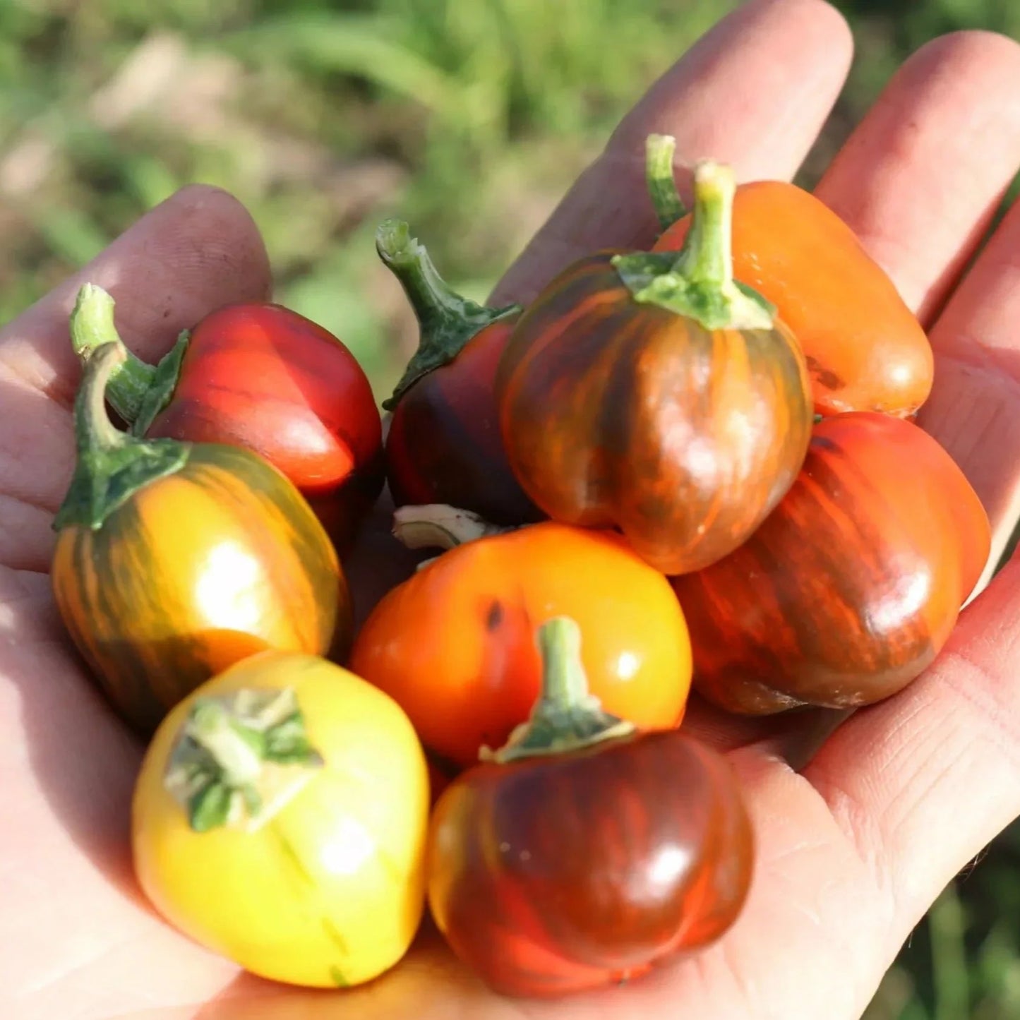 Paprika Madame Paraplü