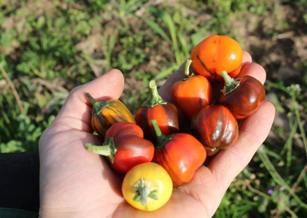 Paprika Madame Paraplü