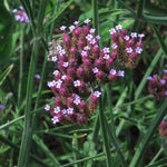Verbena 'Ijzerhard' - Thumbnail
