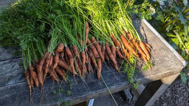 Verse wortelen uit de tuin liggen uitgespreid op een houten tafel in een bosrijke omgeving