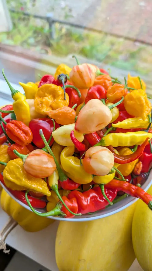 Grote witte schaal met verschillende kleuren en formaten pepers vers en kleurrijk