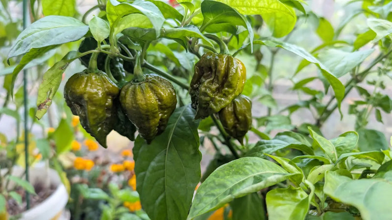Yellow fever mustard pepers groeien aan de groene plant in de tuin