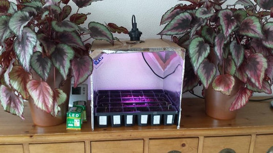 Van prutsen tot perfectie: Mijn reis met kweeklampen