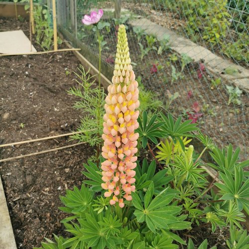 Binnen voorzaaien van bloemen: deze soorten kun je nu zaaien!