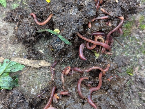 Wormencompost: waarom deze compostmethode perfect is voor je moestuin