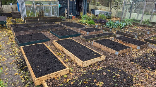 Hoe compost het bodemleven stimuleert en je planten laat stralen