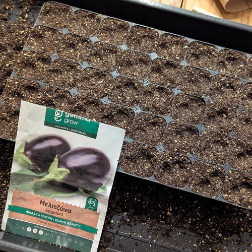 Aubergine voorzaaien: Het zaaiseizoen is afgetrapt