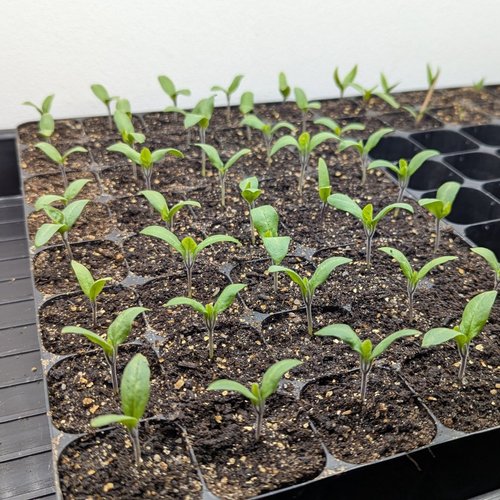 Binnen voorzaaien: De start van het moestuinseizoen