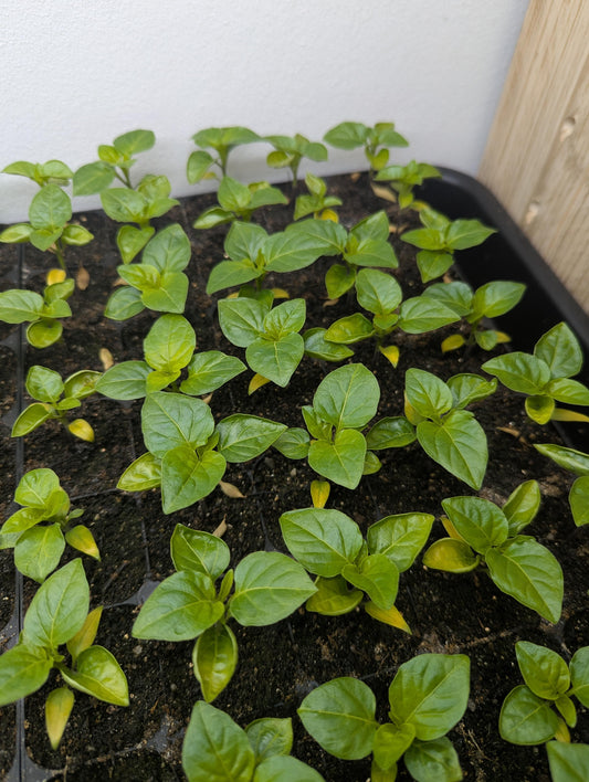 Hoe verzorg je je peperplantjes voor een rijke oogst?