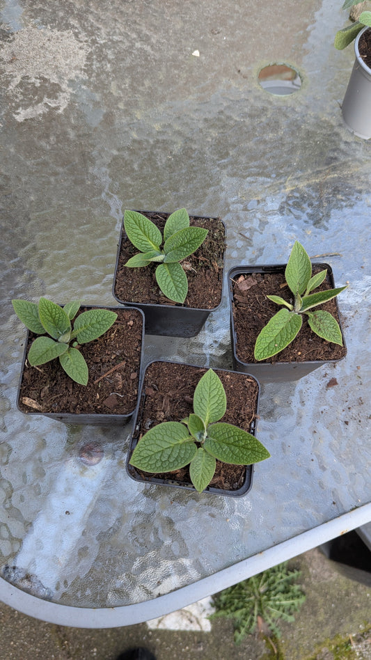 Jonge smeerwortelplantjes in P9 potten op een tuintafel