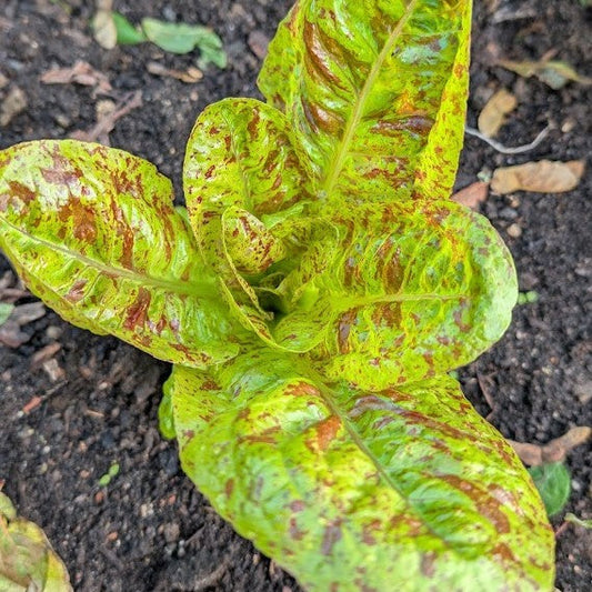 Waarom we hebben gekozen om ook niet-biologische zaden op te nemen