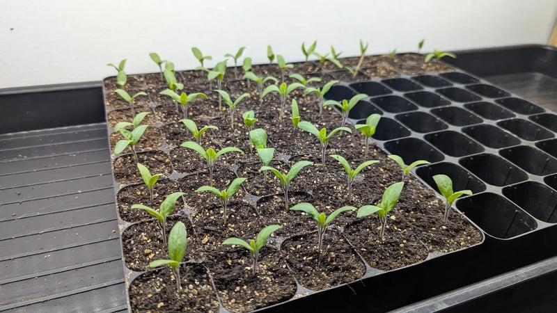 Gezonde aubergine zaailingen groeien in potten voor tuinieren