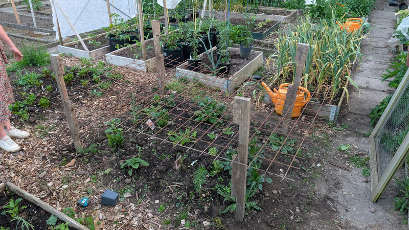Betongaas rek over planten gespannen voor bescherming en ondersteuning in de tuin