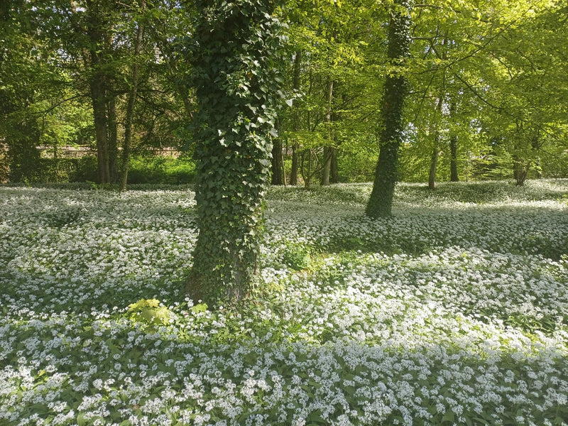 Bos met bloeiend daslook dat een groene deken over de bodem vormt in het voorjaar