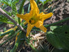 Een mooie gele courgette bloem met een bij die nectar verzamelt in de tuin