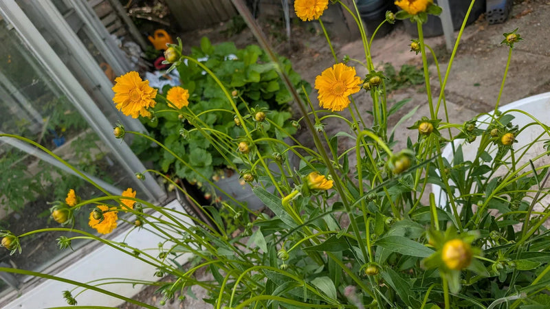 De eerste bloemen in aantocht tussen frisse groene bladeren in het vroege voorjaar.